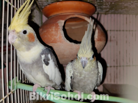 1 pair Cockatiel রানিং কোকাটেল